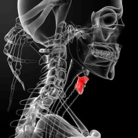 ملف كامل اسباب وعلاج الغدة الدرقية و الوقاية منها وكيف تفحص نفسك ملف كامل اسباب وعلاج الغدة الدرقية و الوقاية منها وكيف تفحص نفسك