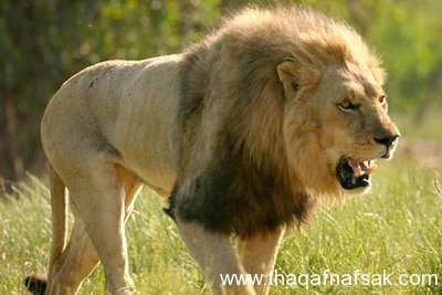 بالصور تعرف على اسرع ١٠ حيوانات في العالم بالصور تعرف على اسرع ١٠ حيوانات في العالم