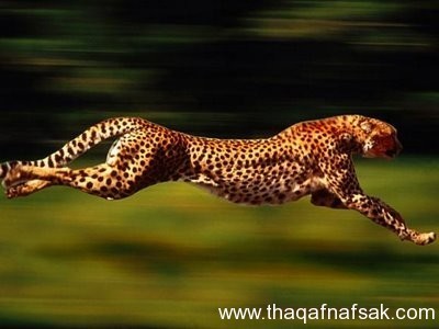 بالصور تعرف على اسرع ١٠ حيوانات في العالم بالصور تعرف على اسرع ١٠ حيوانات في العالم