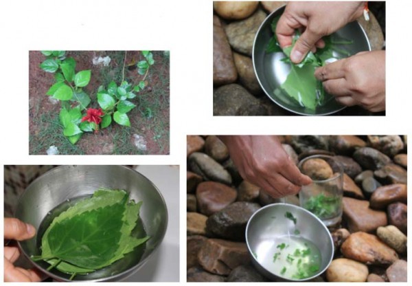 طريقة عمل بلسم طبيعي لعلاج القشرة و الحكة بزيت شجرة الشاي