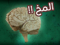 حقائق عن المخ و الذاكرة ! أكتشف ماهي أسرار مخك ودماغك حقائق عن المخ و الذاكرة ! أكتشف ماهي أسرار مخك ودماغك
