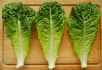 طريقة ريجيم الخس لفقدان الوزن طريقة ريجيم الخس لفقدان الوزن