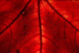 سر تحول لون أوراق الأشجار وسقوطها  في الخريف