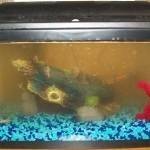 طرق تنظيف حوض السمك بالصور