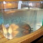 طرق تنظيف حوض السمك بالصور