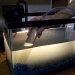 طرق تنظيف حوض السمك بالصور