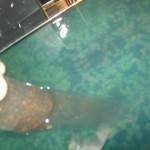 طرق تنظيف حوض السمك بالصور