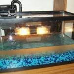 طرق تنظيف حوض السمك بالصور