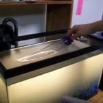 طرق تنظيف حوض السمك بالصور