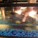 طرق تنظيف حوض السمك بالصور