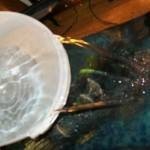 طرق تنظيف حوض السمك بالصور