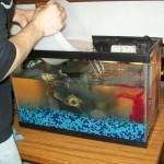 طرق تنظيف حوض السمك بالصور