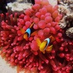 بالصور الثقب الأزرق The Blue Hole أجمل الأماكن الطبيعية في دهب بالصور الثقب الأزرق The Blue Hole أجمل الأماكن الطبيعية في دهب