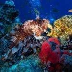 بالصور الثقب الأزرق The Blue Hole أجمل الأماكن الطبيعية في دهب بالصور الثقب الأزرق The Blue Hole أجمل الأماكن الطبيعية في دهب