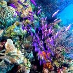 بالصور الثقب الأزرق The Blue Hole أجمل الأماكن الطبيعية في دهب بالصور الثقب الأزرق The Blue Hole أجمل الأماكن الطبيعية في دهب