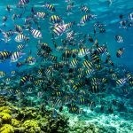 بالصور الثقب الأزرق The Blue Hole أجمل الأماكن الطبيعية في دهب بالصور الثقب الأزرق The Blue Hole أجمل الأماكن الطبيعية في دهب