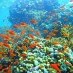 بالصور الثقب الأزرق The Blue Hole أجمل الأماكن الطبيعية في دهب بالصور الثقب الأزرق The Blue Hole أجمل الأماكن الطبيعية في دهب