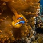 بالصور الثقب الأزرق The Blue Hole أجمل الأماكن الطبيعية في دهب بالصور الثقب الأزرق The Blue Hole أجمل الأماكن الطبيعية في دهب