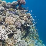 بالصور الثقب الأزرق The Blue Hole أجمل الأماكن الطبيعية في دهب بالصور الثقب الأزرق The Blue Hole أجمل الأماكن الطبيعية في دهب