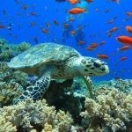 بالصور الثقب الأزرق The Blue Hole أجمل الأماكن الطبيعية في دهب بالصور الثقب الأزرق The Blue Hole أجمل الأماكن الطبيعية في دهب