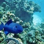 بالصور الثقب الأزرق The Blue Hole أجمل الأماكن الطبيعية في دهب بالصور الثقب الأزرق The Blue Hole أجمل الأماكن الطبيعية في دهب