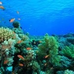 بالصور الثقب الأزرق The Blue Hole أجمل الأماكن الطبيعية في دهب بالصور الثقب الأزرق The Blue Hole أجمل الأماكن الطبيعية في دهب