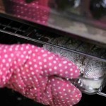 صدور دجاج مقرمشة بجبن البارميزان