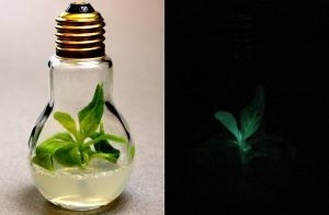 النباتات التي تشع في الليل