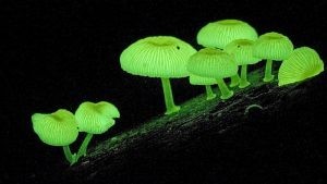 النباتات التي تشع في الليل