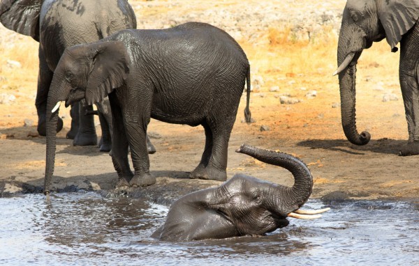 حقائق عن الفيلة تعرفها لأول مرة ١١ معلومة مدهشة حقائق عن الفيلة تعرفها لأول مرة ١١ معلومة مدهشة