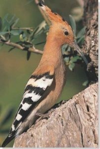 معلومات لا تعرفها عن الهدهد