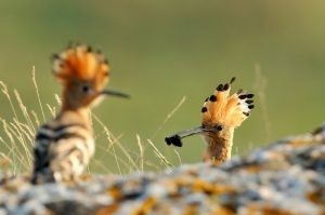 معلومات لا تعرفها عن الهدهد