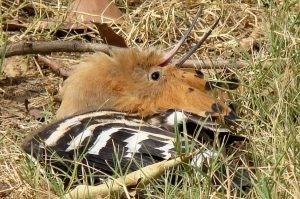 معلومات لا تعرفها عن الهدهد