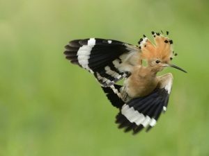 معلومات لا تعرفها عن الهدهد