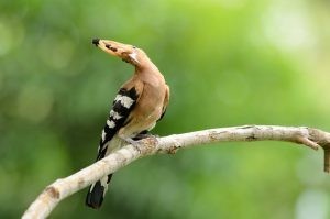 معلومات لا تعرفها عن الهدهد