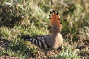 معلومات لا تعرفها عن الهدهد