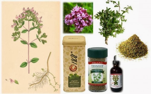 رجيم البردقوش استخدام عشبة البردقوش لإنقاص الوزن في وقت قياسي