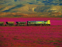 رحلة وسط الزهور في صحراء اتاكاما