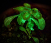 النباتات التي تشع في الليل النباتات التي تشع في الليل
