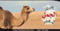 تفسير الجمل في الحلم تفسير الجمل في الحلم