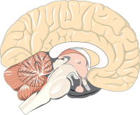 ٢٠ طريقة تعمل على تقوية المخ ٢٠ طريقة تعمل على تقوية المخ