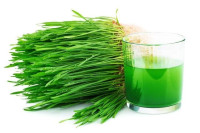 فوائد عشب القمح للصحة والحيوية ” Wheatgrass “