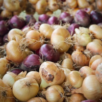 فوائد البصل الطبية والصحية الغير نهائية