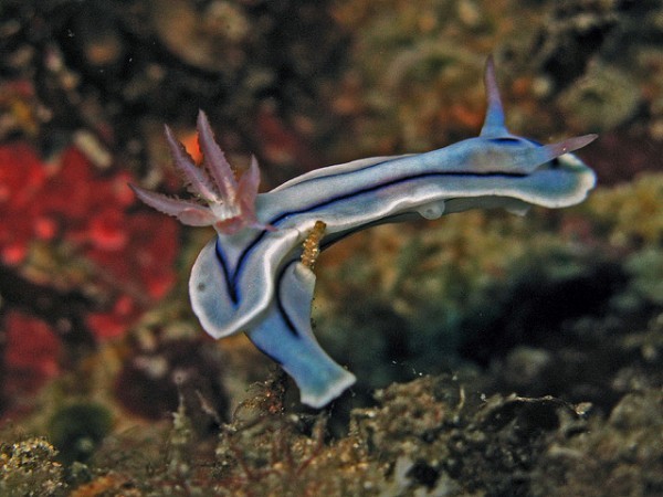 البزاقات البحرية كائنات رائعة تدور حولها أسرار كثيرة من ضمنها قدرتها على التكاثر الذاتي