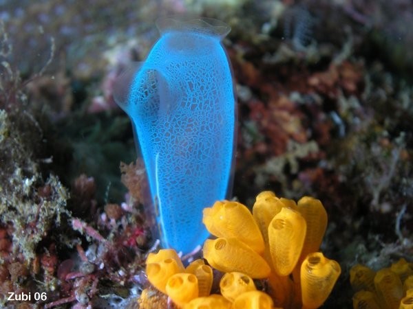 كائن رائع قد لا تعرفة ’’ نافورات البحر ، أو المزقييات ‘‘