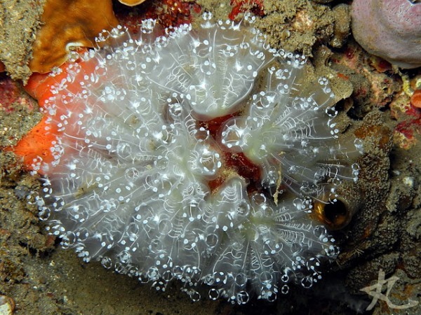 كائن رائع قد لا تعرفة ’’ نافورات البحر ، أو المزقييات ‘‘