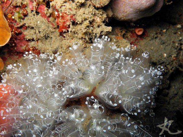 كائن رائع قد لا تعرفة ’’ نافورات البحر ، أو المزقييات ‘‘