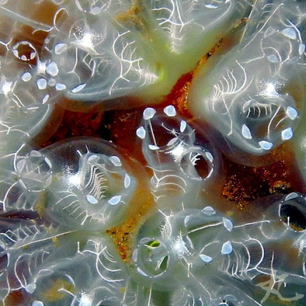 كائن رائع قد لا تعرفة ’’ نافورات البحر ، أو المزقييات ‘‘