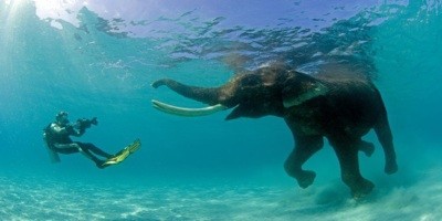 بالفيديو والصور : الفيل الماهر في السباحة والغطس ’’راجان في جزيرة اندمان‘‘