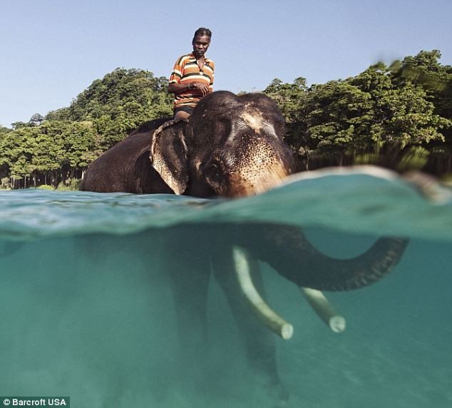 بالفيديو والصور : الفيل الماهر في السباحة والغطس ’’راجان في جزيرة اندمان‘‘